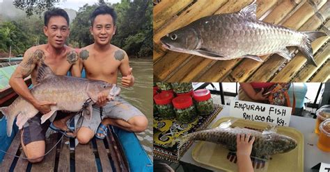 Bagaikan Jackpot Nelayan Bertuah Ini Peroleh Ikan Empurau Kg Di