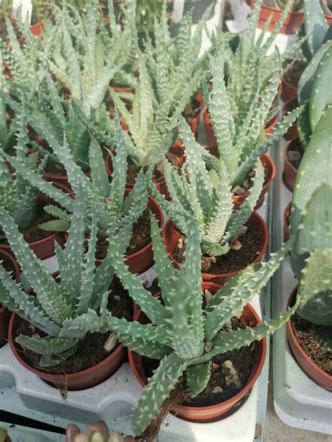 Aloe Humilis Siracactus Possibilit Di Spedizione Economica