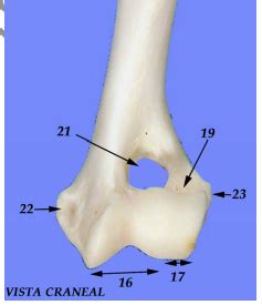 Cóndilo del húmero craneal Diagram Quizlet