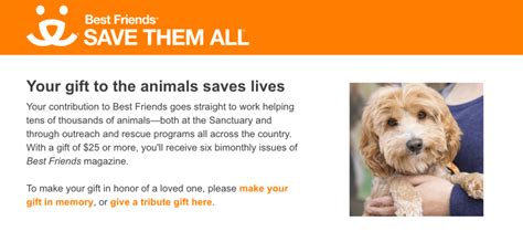 17 Best Animal Charities That Deserve Your Support In 2024