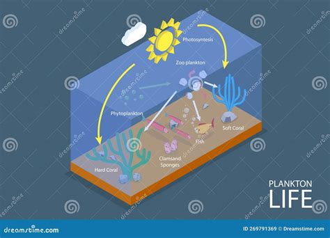 Plankton Life And Water Organisms Food Chain Role Explanation Outline ...