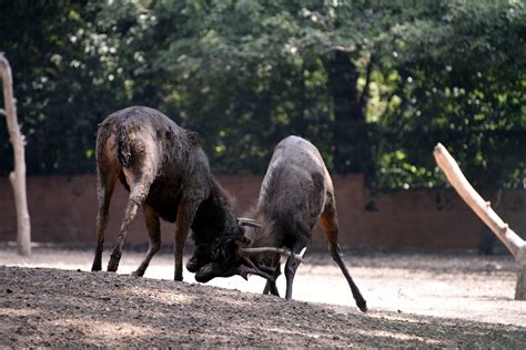 Kebun Binatang India Satwa Foto Gratis Di Pixabay Pixabay