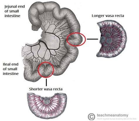 The Small Intestine Duodenum Jejunum Ileum Teachmeanatomy