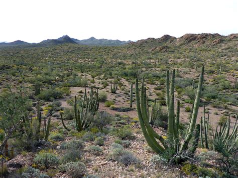 Cactus Plain Pinkley Peak Organ Pipe Cactus National Monument Arizona