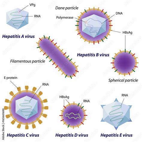 Hepatitis Viruses Comparison Labeled Stock Illustration Adobe Stock