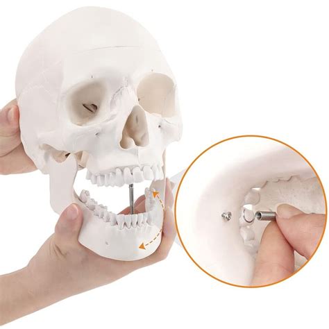 Life Size Human Skull Model Replica Realistic Human Skull With