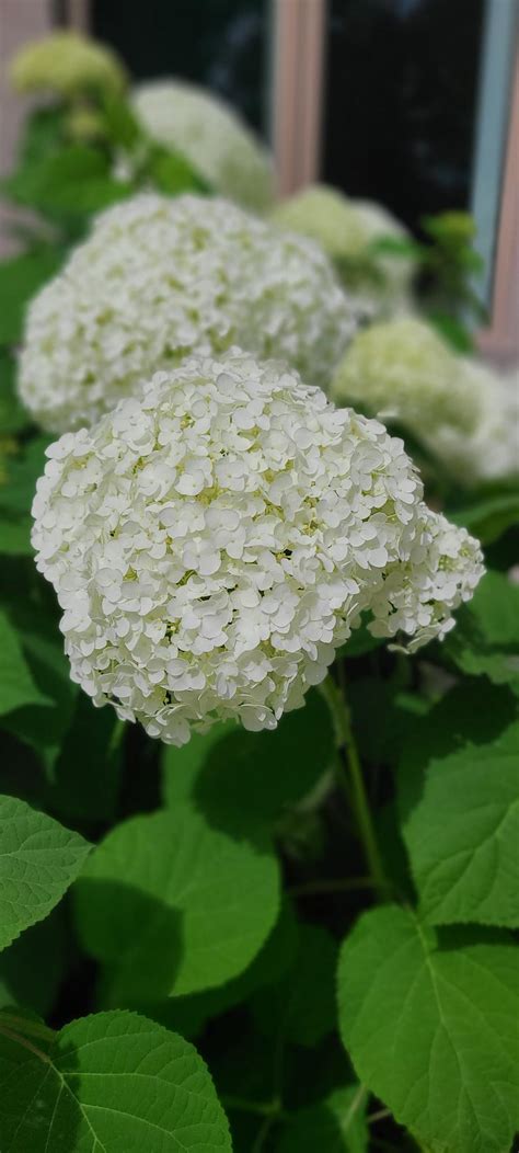 Hydrangea, Annabelle - Falk Nurseries