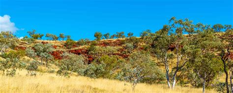 Thirsty Trees Alan Hort Images