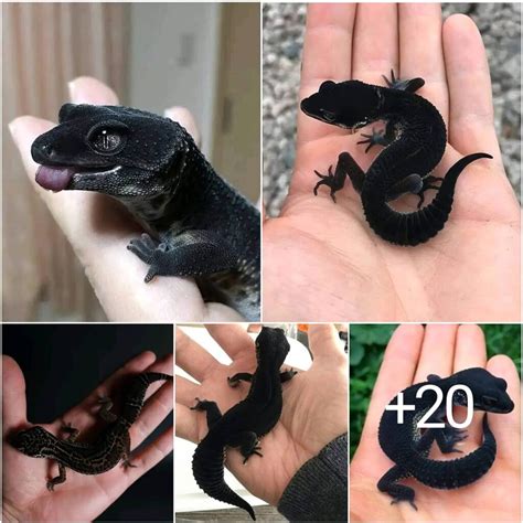 El Fascinante Mundo Del Gecko Leopardo Nocturno Negro Puppigo