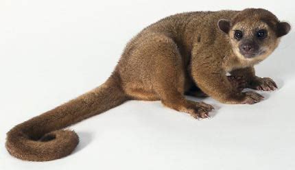 Kinkajou - Noisy Nighttime Honey Bear | Animal Pictures and Facts | FactZoo.com