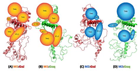 A Structural Framework For The G Protein Selectivity Of Muscarinic