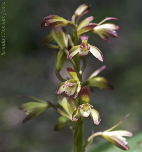 64 Species Of Orchids Native To Virginia Tendrils