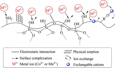 Schematic diagram of possible mechanisms for biosorption of Co²⁺ and ...