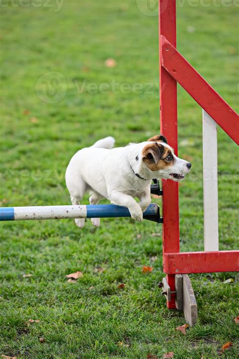 Jack Russell Terrier Jumping Over An Obstacle 840616 Stock Photo At