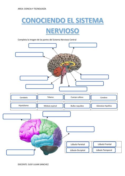 Ejercicio De Conociendo El Sistema Nervioso L Bulo Frontal School