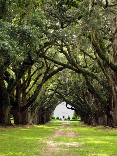 Prospect Hill Plantation - Parkers Ferry, Charleston County, South ...