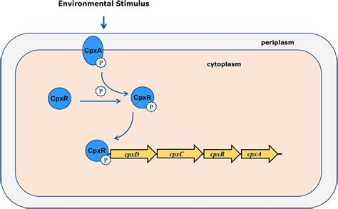 Frontiers The Two Component System Cpxa Cpxr Is Critical For Full