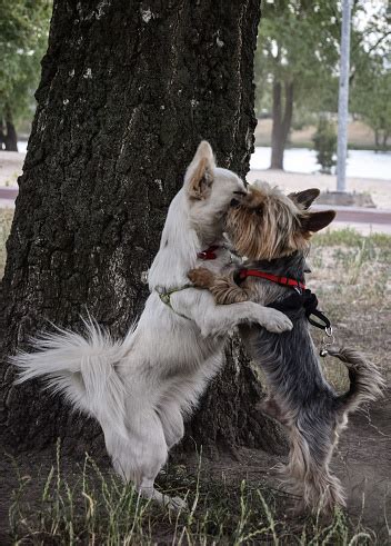 Two Dogs Hugging Each Other Stock Photo - Download Image Now - Animal ...