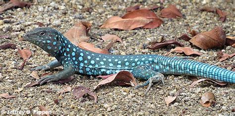 Aruba Lizards