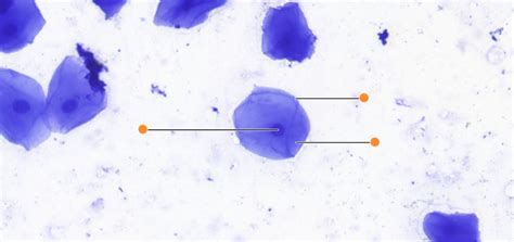 Lab Exam 2: Human Epithelial Cheek Cell Diagram Diagram | Quizlet