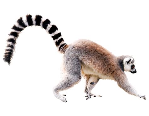 Lemur Png Png All