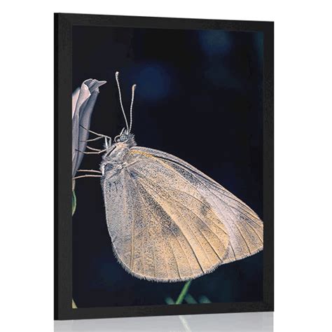 Poster Schmetterling Auf Einer Blume Dovido De