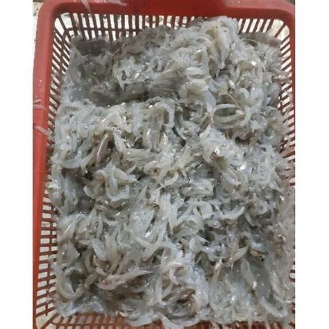 Jual Ikan Teri Nasi Basah Segar Bukan Frozen Kg Shopee Indonesia