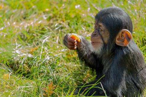 Premium Photo | Chimpanzee baby playing in the grass