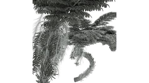 New Plant High Detail Alsophila Spinulosa Fern D Turbosquid