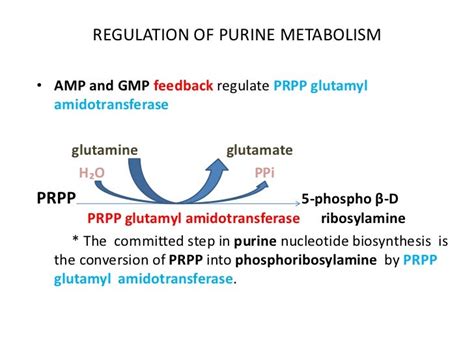 Topic reciprocal regulation of purine and pyrimidine metabolism