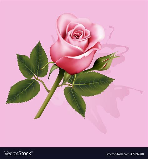 Drawing of roses buds and leaves Royalty Free Vector Image