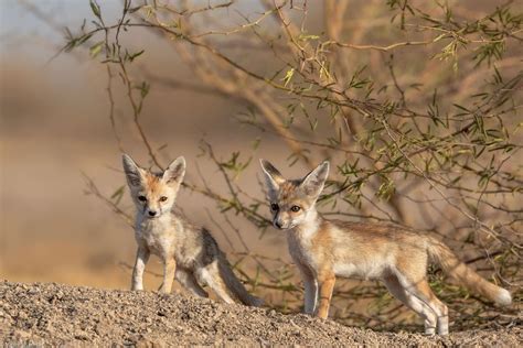 Desert fox pups by vipin.sharma on YouPic