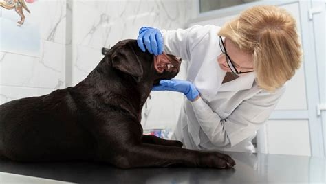 Qué tratamiento es más efectivo para el melanoma en perros