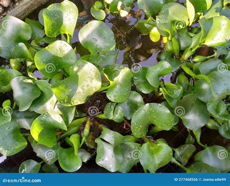 Floating Aquatic Plants Pistia Stratiotes Among Duckweed And Wolffia In