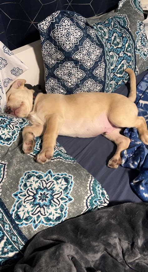 I’ve always wanted a pittie or a mix and I finally convinced my dad