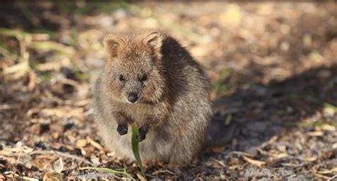 quokka Archives - Page 2 of 2 - Australian Geographic