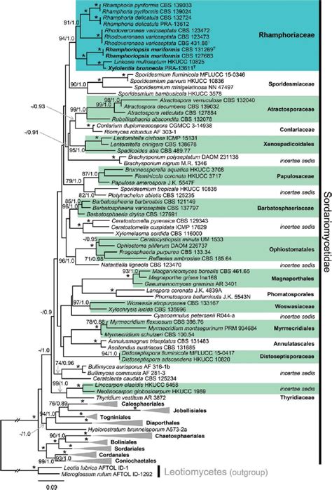 Combined Phylogeny Using S S And Rpb Of Selected Members Of