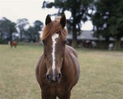 Recognize Horse Facial Markings Such As Blazes Stars And Snips