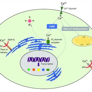 Decoding Of Calcium Signatures Calcium Signaling And Its Sensors