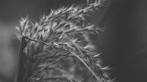 Silhouette Photo of Wheat during Sunset · Free Stock Photo