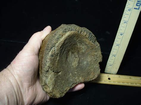 Fossilized Mammoth Vertebra 032324g ON HOLD For Michael S 03 28 24