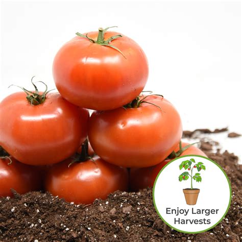 Liquid Tomato Fertilizer for Sale | Buy Fertilizer Online | Perfect Plants