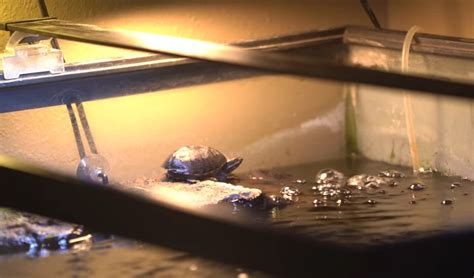 Best Turtle Basking Platform Aquariuman