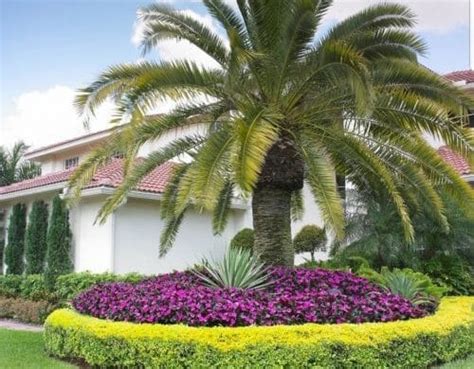 Palmera canaria Características propagación y cuidados Succulent