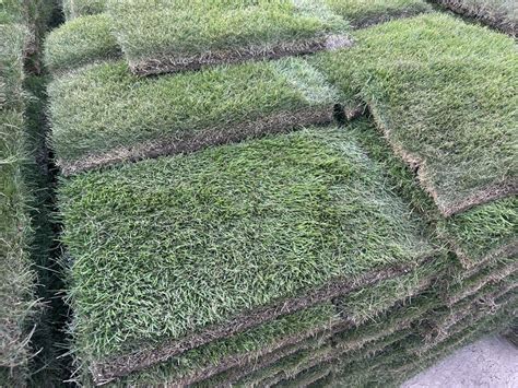 Why Houston Texas Homeowners Love Zoysia Grass Top Benefits The