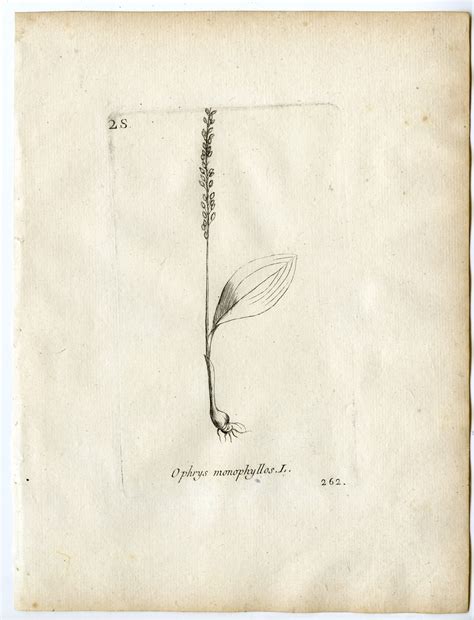 Rare-Antique Print-MALAXIS MONOPHYLLOS-ADDER'S MOUTH-ORCHID-Belleval