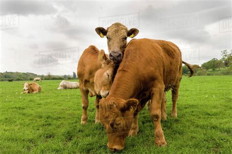 Three Cows Standing In A Field County Kilkenny Ireland Stock Photo