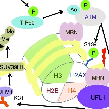 Ufl Monoufmylates Histone H And Promotes Atm Activation A Selected