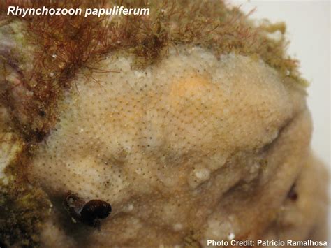 Shorelines » Blog Archive Two New Bryozoan Species Discovered Off ...