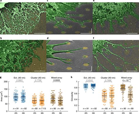 Ligand Position Affects T Cell Spreading A B Sem Images Of